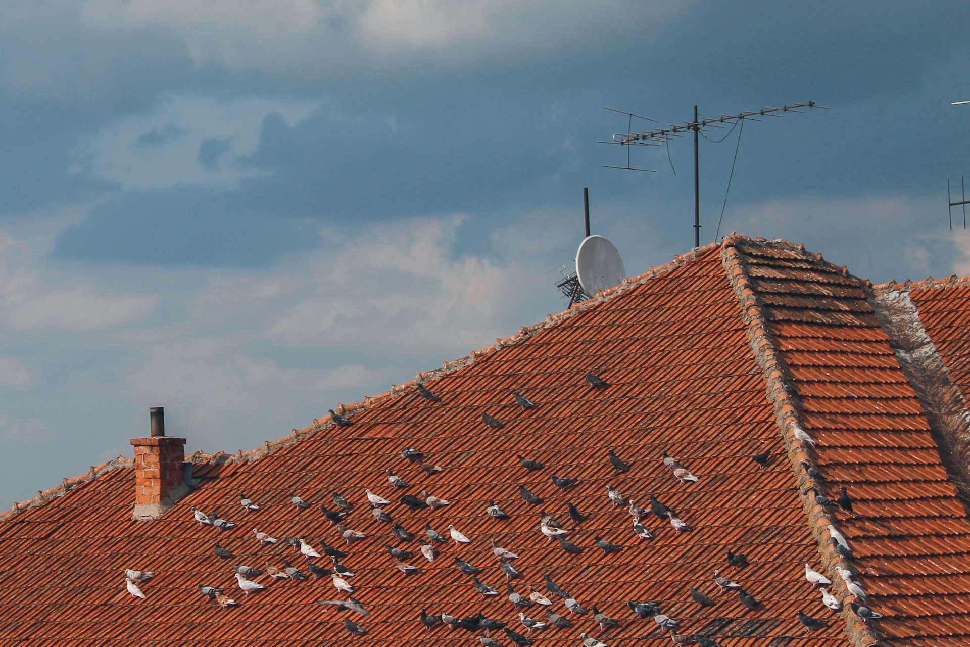 Birds on a red tile roof